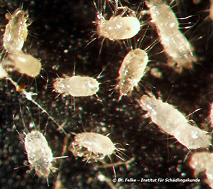 Abb. 2: Die Mehlmilbe (Acarus siro) geh&ouml;rt in die Gruppe der Spinnentiere (Chelicerata)