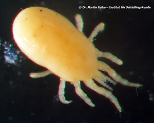 Abb. 1: Die Rote Vogelmilbe (Dermanyssus gallinae) wird oft von Stra&szlig;entauben auf den Menschen &uuml;bertragen