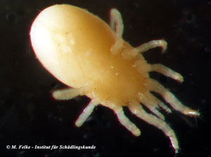 Abb. 2: Ventralansicht der Roten Vogelmilbe (Dermanyssus gallinae)