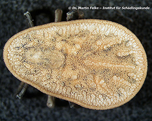 Abb. 3: Die Taubenzecke (Argas reflexus) wird wie die Rote Vogelmilbe (Dermanyssus gallinae) von Stra&szlig;entauben verbreitet