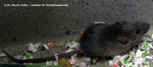 Abbildung 4: Das Fell der Hausmaus (Mus musculus domesticus) ist einfarbig grau