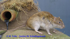 Abb. 1: Das Fell der Wanderratte (Rattus norvegicus) ist auf der Oberseite braungrau und auf der Bauchseite weißlich