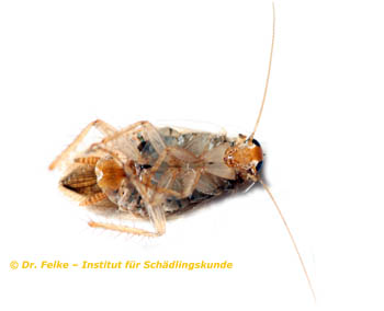 Abbildung 2: Weibchen von Ectobius vittiventris (Bernstein Waldschabe) - Ventralansicht	