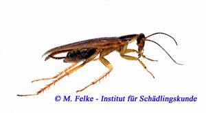 Abbildung 2: Die Flügel sind bei der Deutschen Schabe (Blattella germanica) recht gut entwickelt