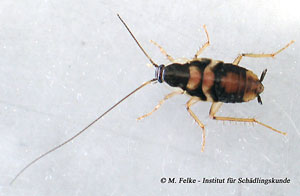 Abbildung 4: Auch die Braunbandschabe (Supella longipalpa) sieht der Echten Waldschabe (Ectobius sylvestris) auf den ersten Blick recht ähnlich