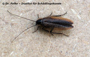 Abbildung 2: Wie alle Schabenarten hat auch die Echte Waldschabe (Ectobius sylvestris) verhältnismäßig lange Antennen