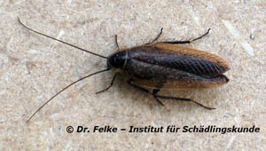Echte Waldschabe (Ectobius sylvestris)