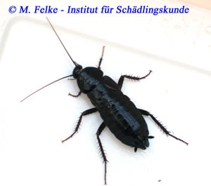 Abb. 1: Weibchen der Orientalischen Schabe (Blatta orientalis)