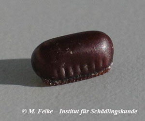 Abb. 2: Die Eier werden bei Schaben bzw. Kakerlaken (hier: Blatta orientalis) in einer chitinigen Eikapsel (Oothek) abgelegt