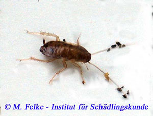 Abbildung 1: Die Larven der Kakerlaken (hier: Blatta orientalis) sehen den ausgewachsenen Kakerlaken schon recht ähnlich	