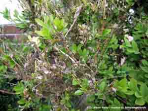 Abbildung 2: Der Buchsbaumzünsler (Cydalima perspectalis) ist ein reiner Pflanzenschädling	