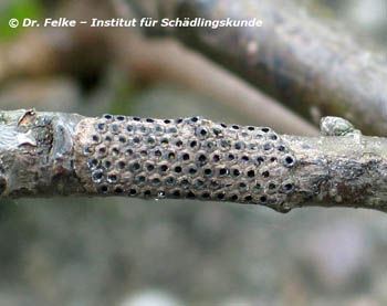 Abbildung 2: Gelege des Eichenprozessionsspinners. Die Raupen von Thaumetopoea processionea sind bereits ausgeschlüpft