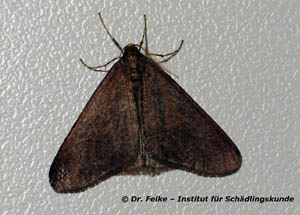 Abbildung 1: Männlicher Falter des Großen Frostspanners (Erannis defoliaria)