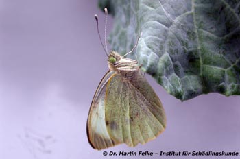 Abbildung 1: Ein frisch geschlüpfter Falter des Großen Kohlweißlings (Pieris brassicae)