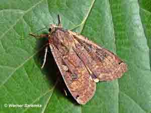 Abbildung 1: Die Hausmutter (Noctua pronuba) ist ein nachtaktiver Schmetterling, der von künstlichen Lichtquellen angelockt wird und so im Sommer häufig in Wohnungen gelangt