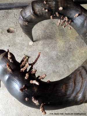 Abbildung 1: Gespinstsäcke der Hornmotte (Ceratophaga vastella) auf einem befallenen Antilopengehörn