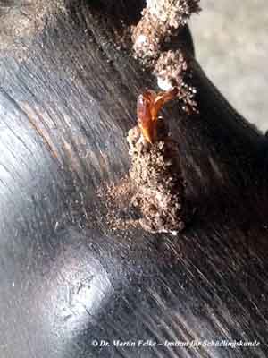 Abbildung 4: Leere Puppenhülle der Hornmotte (Ceratophaga vastella) – der Falter ist bereits geschlüpft