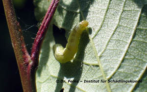 Abbildung 4: Die Raupen des Kleinen Frostspanners (Operophtera brumata) können mit Pflanzenschutzmitteln bekämpft werden