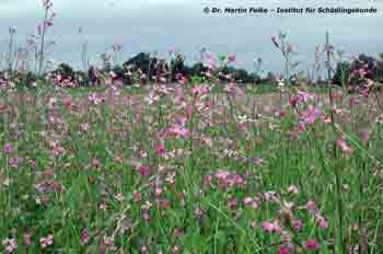 Abbildung 3: Regelmäßig findet man den Kleinen Kohlweißling (Pieris rapae) auf Feldern, auf denen Kreuzblütler wie hier Ölrettich (Raphanus sativus var. oleiformis) angebaut werden