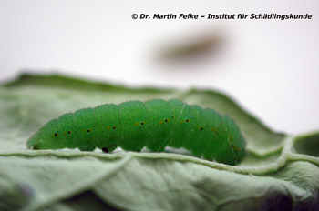 Abbildung 4: Eine Vorpuppe des Kleinen Kohlweißlings (Pieris rapae)