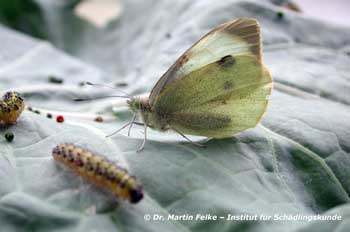 Abb. 6: Der Gro&szlig;e Kohlwei&szlig;ling (Pieris brassicae) ist wie der Maisz&uuml;nsler (Ostrinia nubilalis) ein reiner Pflanzensch&auml;dling