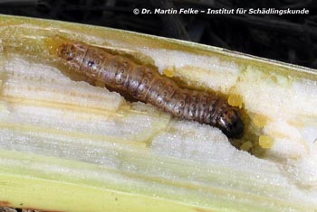 Abb. 3: Die Larve eines Maiszünslers (Ostrinia nubilalis) hat sich in den Stängel einer Maispflanze eingebohrt