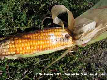 Abb. 5: Dort wo sich die Larven des Maiszünslers (Ostrinia nubilalis) in Maiskolben einbohren, siedeln sich häufig Schimmelpilze an