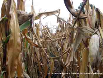 Abb. 4: Der Maiszünsler (Ostrinia nubilalis) gilt in Mitteleuropa als der gefährlichste Maisschädling