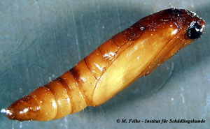 Abb. 3: Puppe der Mehlmotte (Ephestia kuehniella)