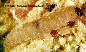 Abb. 2: Larve der Mehlmotte (Ephestia kuehniella)
