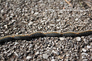 Abb. 1: Die Raupen des Pinienprozessionsspinners (Thaumetopoea pityocampa) sind kontrastreich gezeichnet