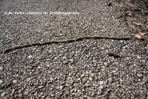 Abb. 3: Eine Prozession des Pinienprozessionsspinners (Thaumetopoea pityocampa)