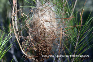 Abb. 4: Von den Gespinstnestern des Pinienprozessionsspinners (Thaumetopoea pityocampa) geht eine beträchtliche Gesundheitsgefahr aus