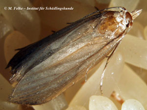 Abb. 1: Die Reismotte (Corcyra cephalonica) ist ebenso wie die Samenmotte (Hofmannophila pseudospretella) ein Vorratsschädling