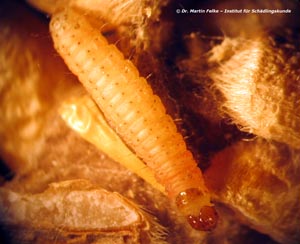 Abbildung 5: Speichermottenlarven sind typische Vorratsschädlinge