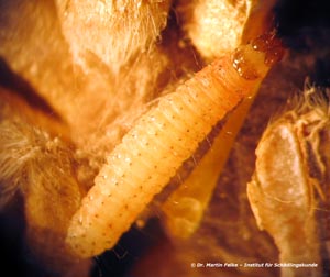 Abbildung 6: Die Larve der Speichermotte (Ephestia elutella) befällt verschiedene, pflanzliche Vorräte