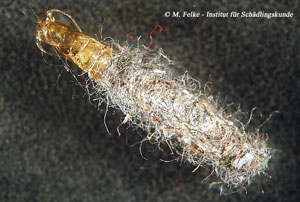 Abb. 2: Die Pelzmotte (Tinea pellionella) ist ebenso wie die Tapetenmotte (Trichophaga tapetzella ) ein Materialschädling