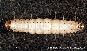 Abb. 2: Larve der Tropischen Speichermotte (Ephestia cautella)