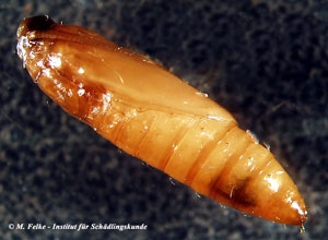 Abb. 3: Puppe der Tropischen Speichermotte (Ephestia cautella)