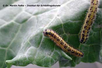 Abb. 4: Die Raupen des Großen Kohlweißlings (Pieris brassicae) befallen wie die Larven der Wintersaateule (Agrotis segetum) - die sog. Erdraupen - verschiedene Kohlsorten