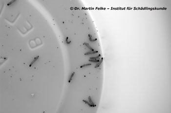 Abb. 1: Frisch geschlüpfte Raupen der Wintersaateule (Agrotis segetum)