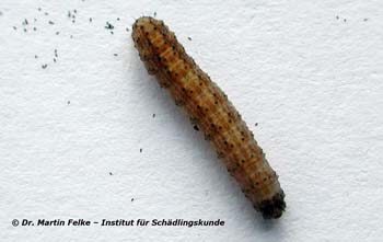 Abb. 2: Eine bereits ältere Raupe der Wintersaateule (Agrotis segetum)