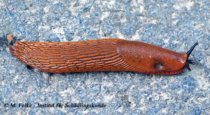 Abbildung 4: Die Spanische Wegschnecke (Arion lusitanicus) ist wie die Genetzte Ackerschnecke (Deroceras reticulatum) ein Pflanzenschädling
