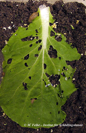 Abbildung 2: Die Genetzte Ackerschnecke (Deroceras reticulatum) verursacht an ober- und unterirdischen Pflanzenteilen einen sog. Lochfraß