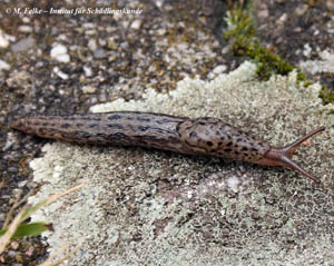 Tigerschnegel (Limax maximus)