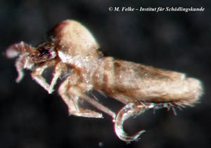 Abb. 2: Springschw&auml;nze (Collembola) k&ouml;nnen sich massenhaft auf Flachd&auml;chern vermehren