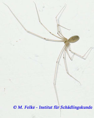 Abb. 3: Auch die Große Zitterspinne (Pholcus phalangioides) ist in fast jedem Haushalt anzutreffen