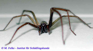 Abb. 2: Von vorn fallen die relativ großen Cheliceren der Hausspinne (Tegenaria atrica) auf