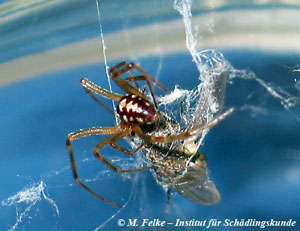 Kugelspinne (Steatoda triangulosa)