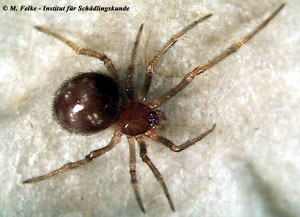 Kugelspinne (Steatoda triangulosa)